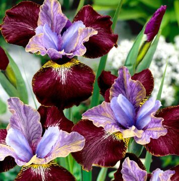 Sibīrijas īriss 'Black Joker'  (pieejams no jūnija)